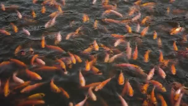 Balık Çiftçiliği Gelişimi Için Bir Tatlı Göletine Yakın Çekim Temiz — Stok video