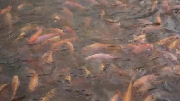 Close Freshwater Pond Fish Farming Development Containing Many Small Large — Vídeos de Stock