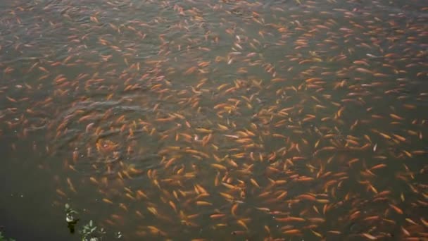 Close Freshwater Pond Fish Farming Development Containing Many Small Large — Vídeo de Stock