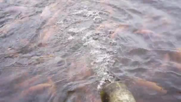 물고기 개발을 연못의 사진맑은 연못의 틸라피아를 포함하고 움직임 표면에서 물고기의 — 비디오
