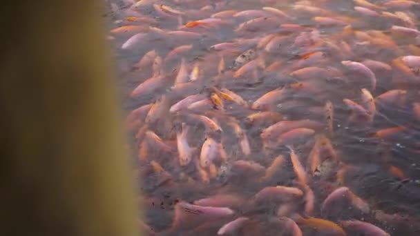 Close Freshwater Pond Fish Farming Development Containing Many Small Large — Stok video