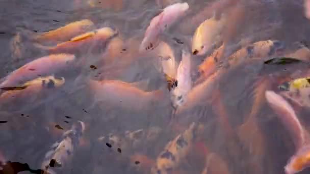 水面上の魚の動きを示す明確な池 スローモーション映像で多くの小さな大きな赤いティラピアを含む魚の農業と開発のための淡水池のクローズアップ — ストック動画