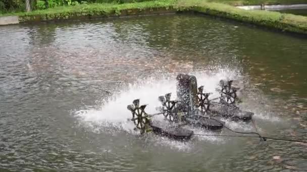Waterwheel Red Tilapia Fish Farming Pond Waterwheel System Circulate Water — Vídeo de Stock