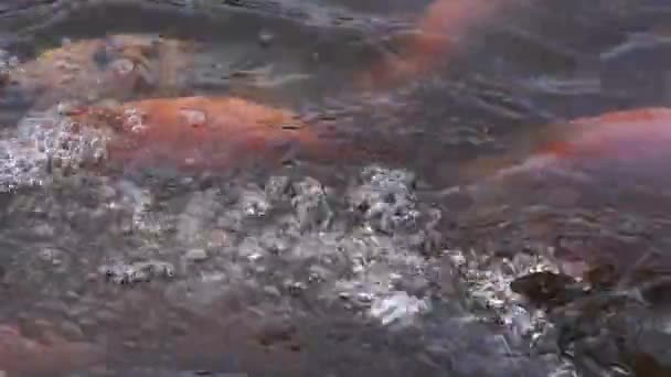 一个养殖和开发鱼类的淡水湖的特写 在一个清澈的池塘里有许多小到大的红色罗非鱼 慢镜头显示鱼在水面上的运动 — 图库视频影像