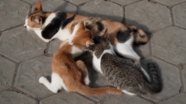 Closeness Striped Mother Cat Her Kittens Who Only Few Months — Stok video