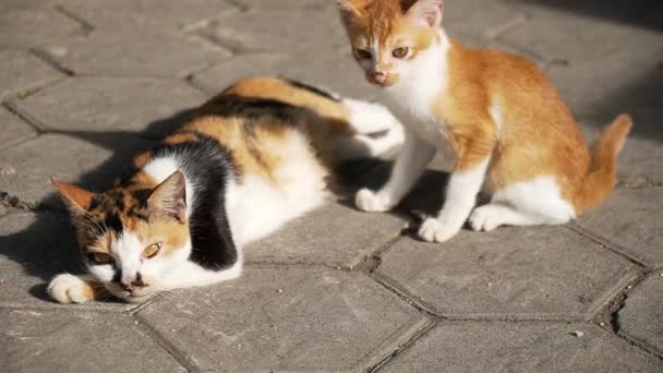 Близькість Смугастої Маминої Кішки Своїми Кошенятами Яким Лише Кілька Місяців — стокове відео