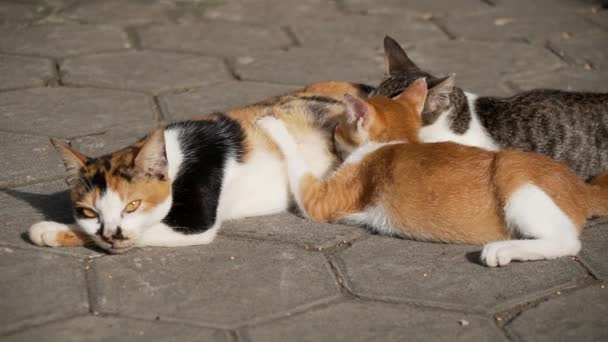 고양이와 고양이의 땅거미가 뜰에서 먹이며 하늘은 따뜻하다 — 비디오