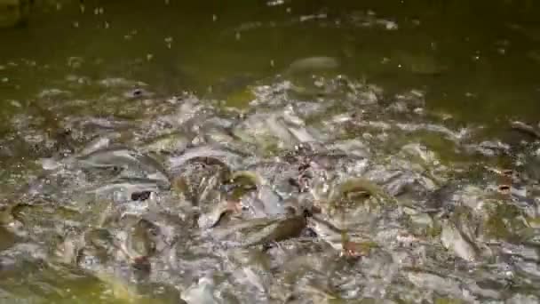 Group Catfish Pond Being Fed Catfish Fighting Food Surface Pond — Vídeos de Stock