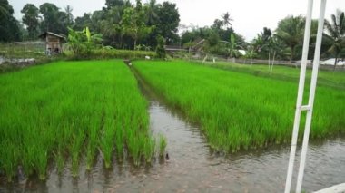 Bin yıllık ya da modern çiftçiler, pirinç tarlaları ve kırmızı tilapia balık havuzları tarafından geliştirilen mina padi tarım sistemi bir tarlada yer kaplar ve iki mahsul ürünü elde eder.