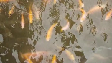 Balık yetiştirme ve geliştirme için tatlı su göleti temiz bir gölette çok sayıda kırmızı tilapia içerir. Su yüzeyinde balık hareketlerini gösteren yavaş çekim görüntüleri.