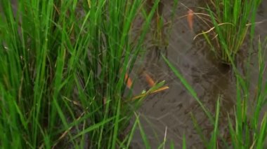 Bin yıllık ya da modern çiftçiler, pirinç tarlaları ve kırmızı tilapia balık havuzları tarafından geliştirilen mina padi tarım sistemi bir tarlada yer kaplar ve iki mahsul ürünü elde eder.