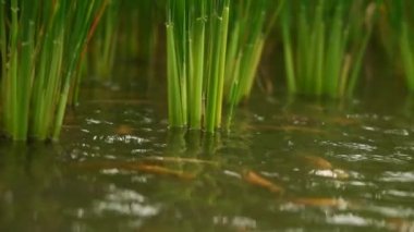Bin yıllık ya da modern çiftçiler, pirinç tarlaları ve kırmızı tilapia balık havuzları tarafından geliştirilen mina padi tarım sistemi bir tarlada yer kaplar ve iki mahsul ürünü elde eder.