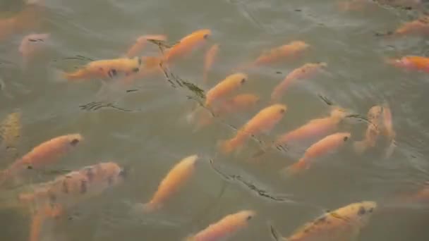 Zoetwatervijver Voor Viskweek Ontwikkeling Bevat Veel Kleine Tot Grote Rode — Stockvideo