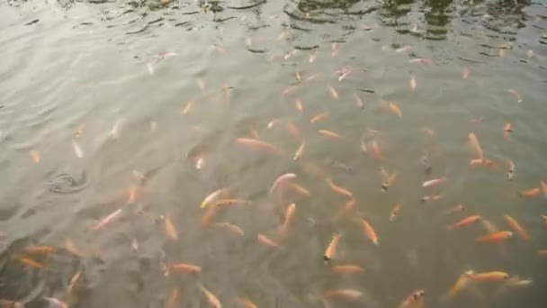淡水魚の養殖と開発のための池には 明確な池の中に小さな大きな赤いティラピアがたくさん含まれています 水面上の魚の動きを示すスローモーション映像 — ストック動画