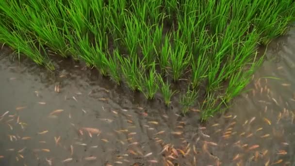 Sistema Cultivo Mina Padi Que Comenzó Ser Desarrollado Por Agricultores — Vídeos de Stock