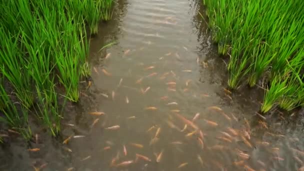 ミナパディ栽培システムは 1つの畑に千年または近代的な農家 赤ティラピア魚池によって開発され スペースを節約し 2つの作物製品を得るようになりました — ストック動画