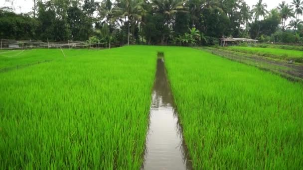 Система Культивирования Мины Пади Которая Разработана Тысячелетними Современными Фермерами Рисовыми — стоковое видео