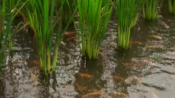 Bin Yıllık Modern Çiftçiler Pirinç Tarlaları Kırmızı Tilapia Balık Havuzları — Stok video