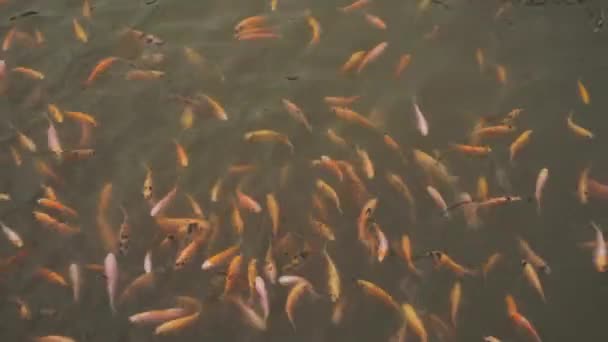 Λίμνη Γλυκού Νερού Για Καλλιέργεια Και Ανάπτυξη Ψαριών Περιέχει Πολλά — Αρχείο Βίντεο
