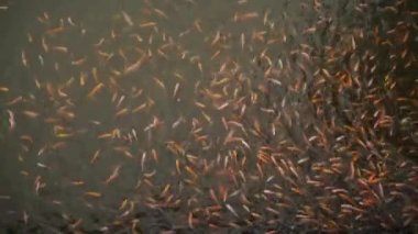 Balık yetiştirme ve geliştirme için tatlı su göleti temiz bir gölette çok sayıda kırmızı tilapia içerir. Su yüzeyinde balık hareketlerini gösteren yavaş çekim görüntüleri.