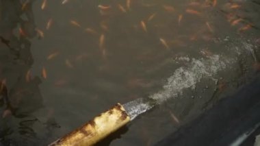 Nehirlerden göletlere ve pirinç tarlalarına kadar akan sulama sistemi balıkçılık ve tarımı sulamak için çok temiz ve bol su çeltik tarlaları ve balıklar için iyidir.