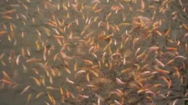 Balık yetiştirme ve geliştirme için tatlı su göleti temiz bir gölette çok sayıda kırmızı tilapia içerir. Su yüzeyinde balık hareketlerini gösteren yavaş çekim görüntüleri.