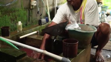 Cultivation of Tubifex worms for ornamental fish feed in fields in rural areas, is fed and harvested every morning before sunrise by breeders. The diet is chicken or goose droppings and tubifex worms harvested by filtering