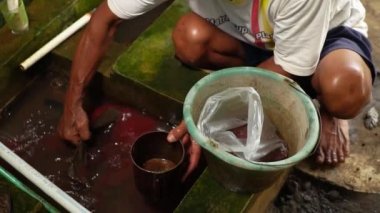 Cultivation of Tubifex worms for ornamental fish feed in fields in rural areas, is fed and harvested every morning before sunrise by breeders. The diet is chicken or goose droppings and tubifex worms harvested by filtering
