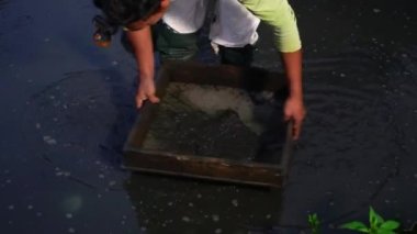 Cultivation of Tubifex worms for ornamental fish feed in fields in rural areas, is fed and harvested every morning before sunrise by breeders. The diet is chicken or goose droppings and tubifex worms harvested by filtering