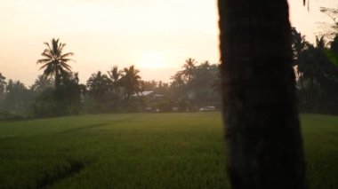Endonezya 'da hala güzel ve sakin olan, çeşitli ağaçlara ve pirinç tarlalarına sahip bir kırsal bölgede altın gün doğumu anı.