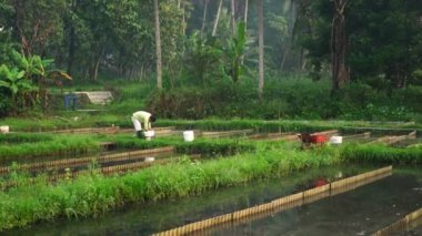Cultivation of Tubifex worms for ornamental fish feed in fields in rural areas, is fed and harvested every morning before sunrise by breeders. The diet is chicken or goose droppings and tubifex worms harvested by filtering