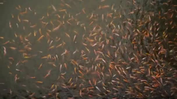 Staw Słodkowodny Hodowli Rozwoju Ryb Zawiera Wiele Małych Dużych Czerwonych — Wideo stockowe