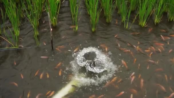 Bewässerungssystem Von Flüssen Teichen Und Reisfeldern Zur Bewässerung Von Fischerei — Stockvideo