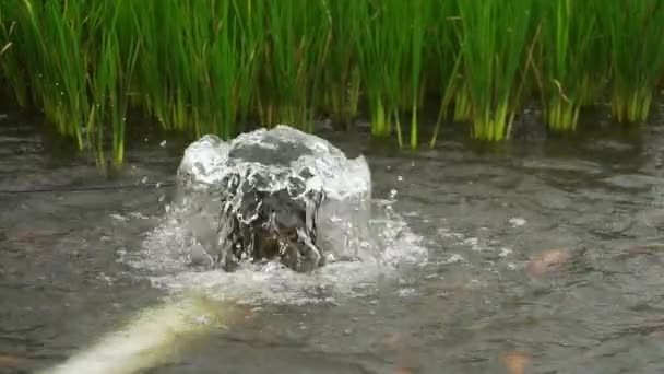 Irrigatie Watertoevoer Van Rivieren Naar Vijvers Rijstvelden Visserij Landbouw Irrigeren — Stockvideo