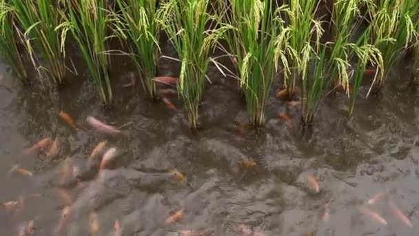 ミナパディ栽培システムは 1つの畑に千年または近代的な農家 赤ティラピア魚池によって開発され スペースを節約し 2つの作物製品を得るようになりました — ストック動画