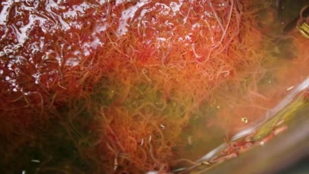Cultivation Tubifex Worms Ornamental Fish Feed Fields Rural Areas Fed — Stok video