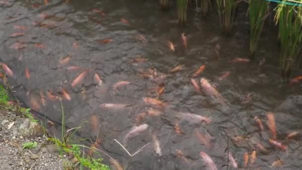 淡水魚の養殖と開発のための池には 明確な池の中に小さな大きな赤いティラピアがたくさん含まれています 水面上の魚の動きを示すスローモーション映像 — ストック動画