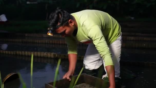 Cultivation Tubifex Worms Ornamental Fish Feed Fields Rural Areas Fed — Stock video