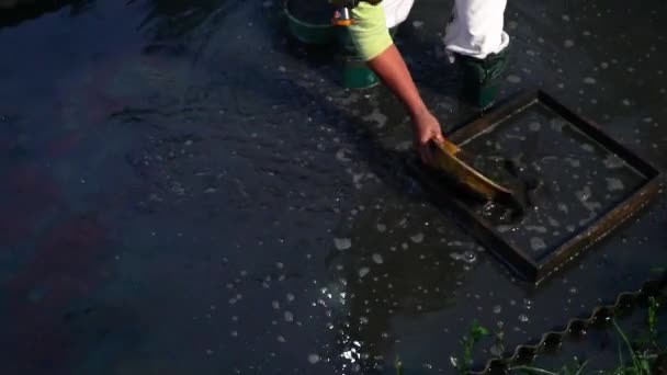 Hodowla Robaczków Tubifeksowych Karmienia Ryb Ozdobnych Polach Obszarach Wiejskich Jest — Wideo stockowe