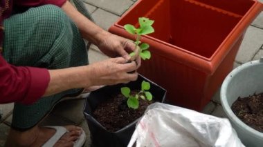 Planting, tending and harvesting activities in vegetable gardens around densely populated urban areas. urban farming, the process of gardening in narrow urban areas which is increasingly popular among urban communities