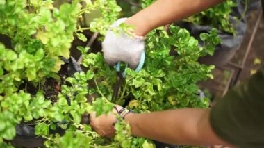 Planting, tending and harvesting activities in vegetable gardens around densely populated urban areas. urban farming, the process of gardening in narrow urban areas which is increasingly popular among urban communities