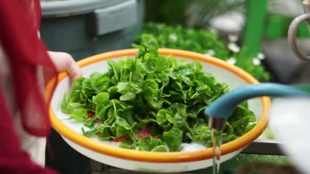 시금치와 과같은 유기농 야채가 수프를 요리하는 과정은 신선하고 정원에서 수확합니다 — 비디오