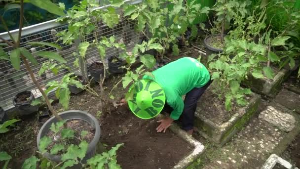 Planting Tending Harvesting Activities Vegetable Gardens Densely Populated Urban Areas — 图库视频影像