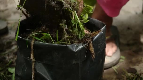Las Manos Del Jardinero Clasifican Cortan Montones Ramas Hojas Residuos — Vídeo de stock