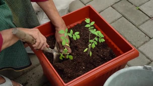 Planting Tending Harvesting Activities Vegetable Gardens Densely Populated Urban Areas — Vídeos de Stock