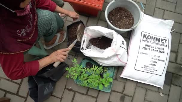 Planting Tending Harvesting Activities Vegetable Gardens Densely Populated Urban Areas — стоковое видео