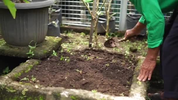 Planting Tending Harvesting Activities Vegetable Gardens Densely Populated Urban Areas — Wideo stockowe