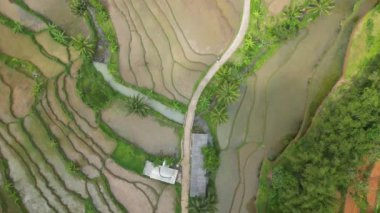 Arkalarında tepeler olan yeşil ve sarı pirinç tarlalarının üst görüntüsü ya da hava görüntüleri. Endonezya 'nın Java adasının kırsal kesiminde pirinç terasları