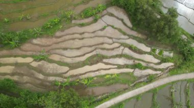 Arkalarında tepeler olan yeşil ve sarı pirinç tarlalarının üst görüntüsü ya da hava görüntüleri. Endonezya 'nın Java adasının kırsal kesiminde pirinç terasları