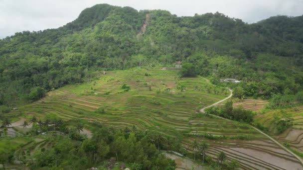 丘の後ろに緑と黄色の田んぼがきれいに配置されたトップビューまたは空中映像 インドネシアのジャワ島の農村部にある棚田 — ストック動画